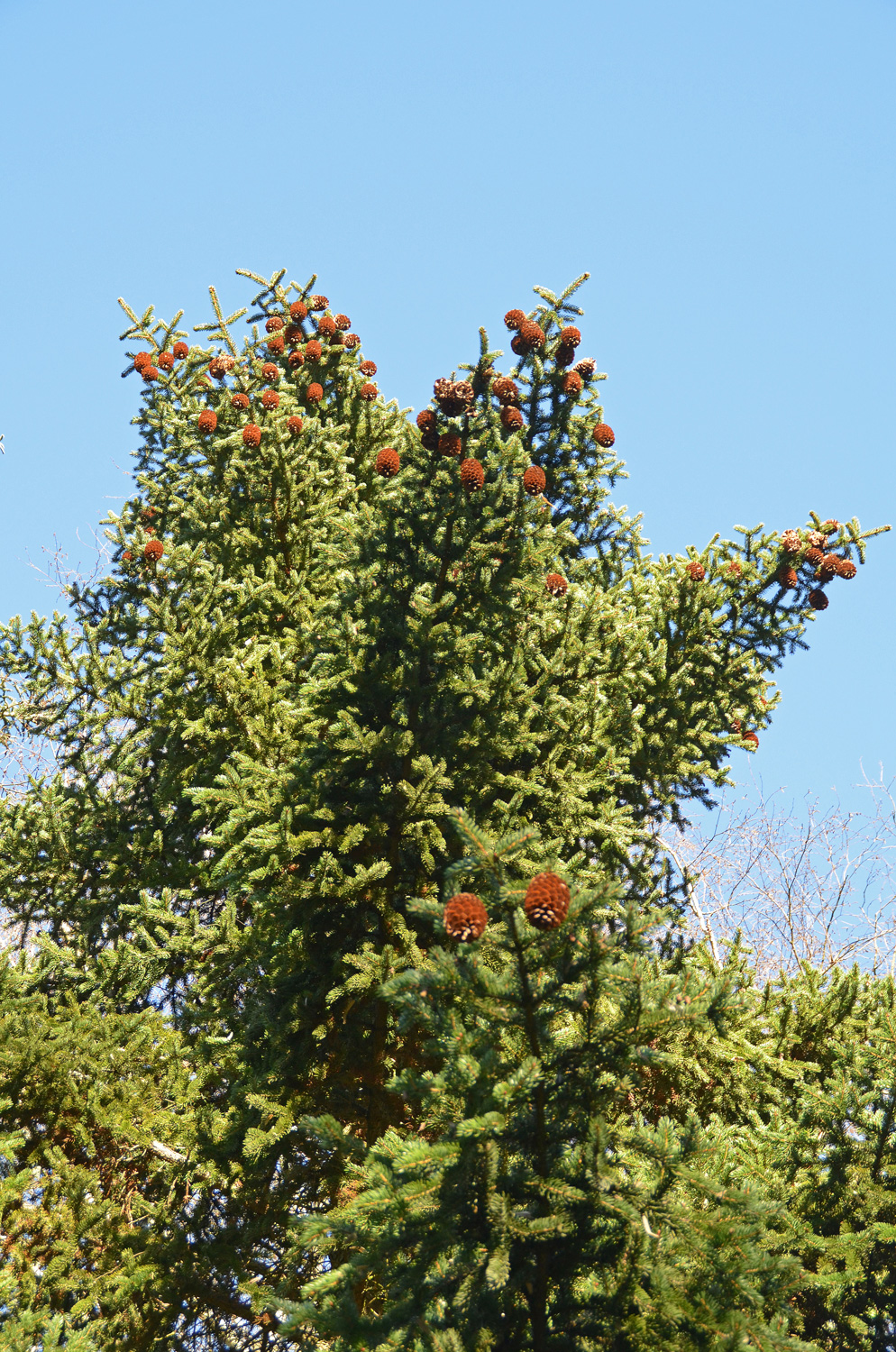 Picea torano - Stuttgart-Hohenheim - Febr. 2023