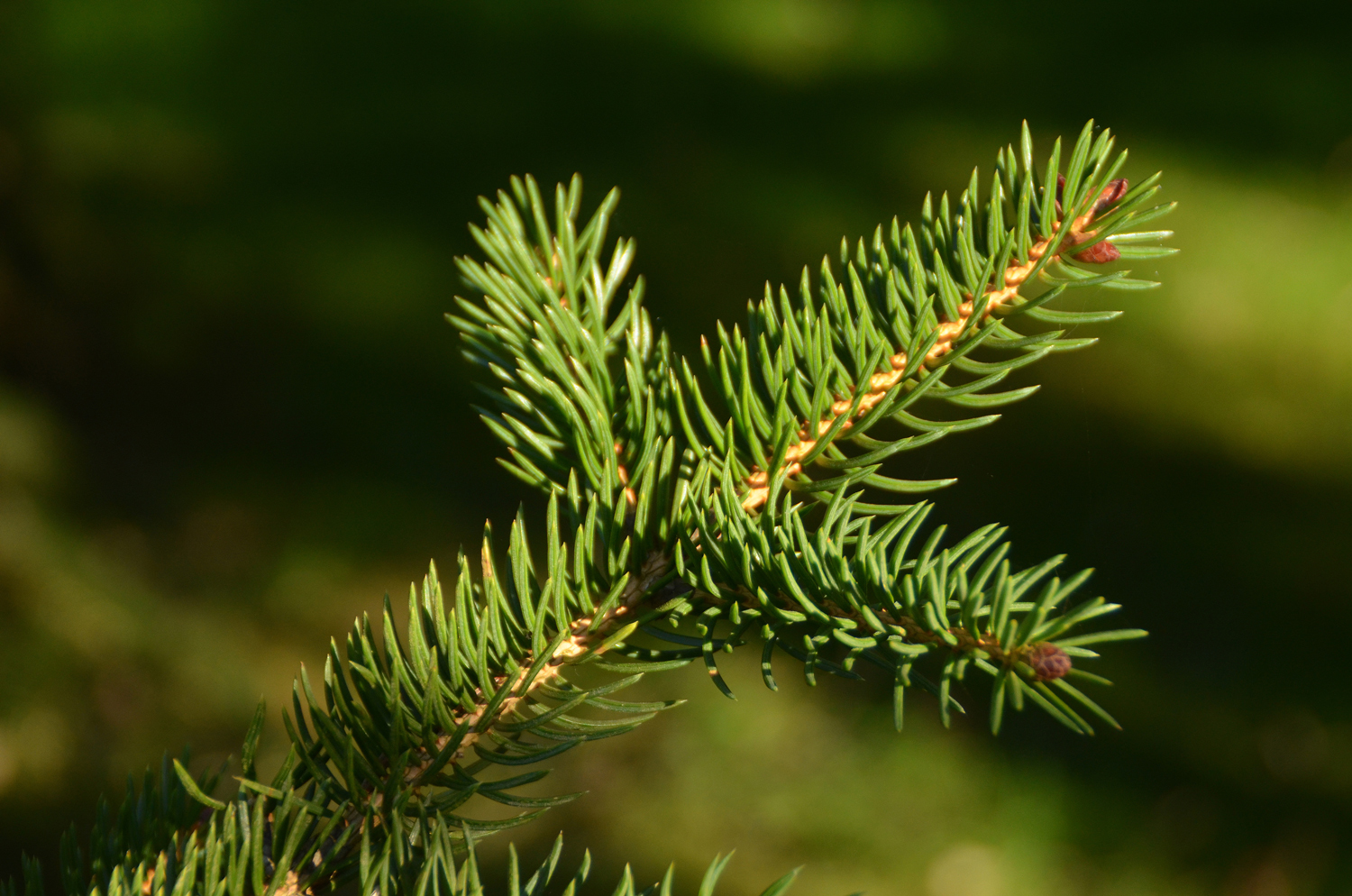 Picea torano - Stuttgart-Hohenheim - Febr. 2023