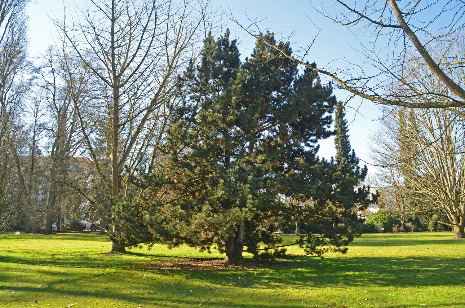 Pinus heldreichii - Stuttgart-Hohenheim - Febr. 2023