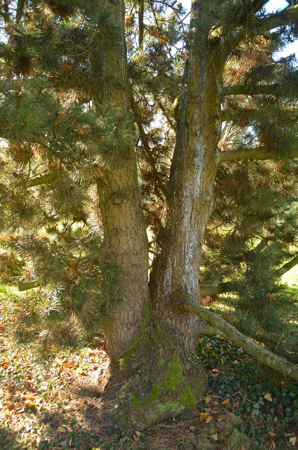 Pinus heldreichii - Stuttgart-Hohenheim - Febr. 2023