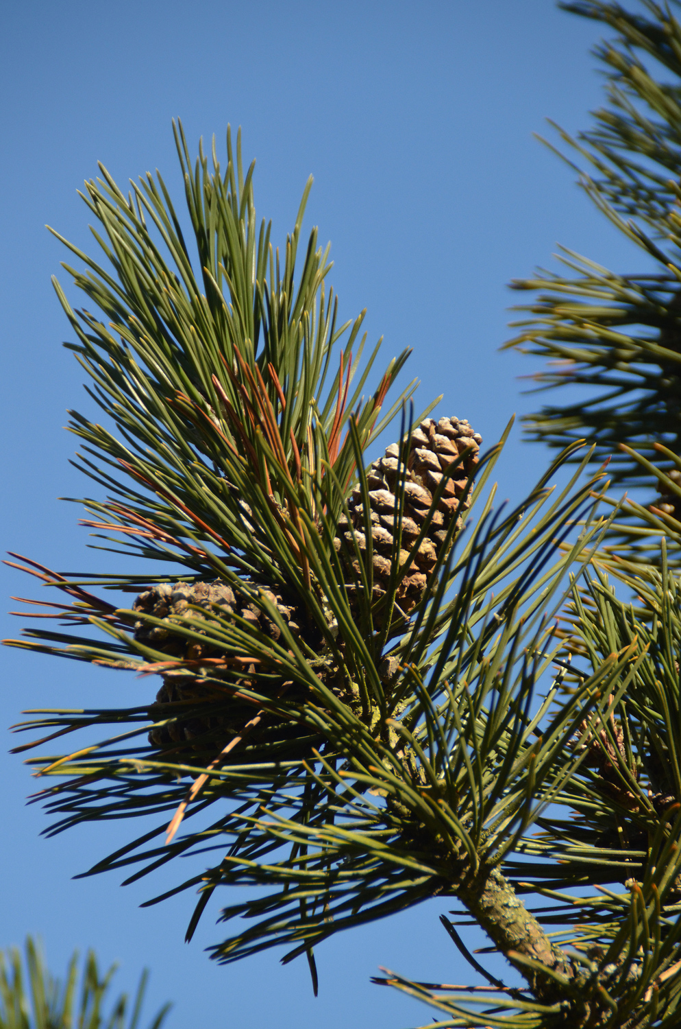 Pinus heldreichii - Stuttgart-Hohenheim - Febr. 2023