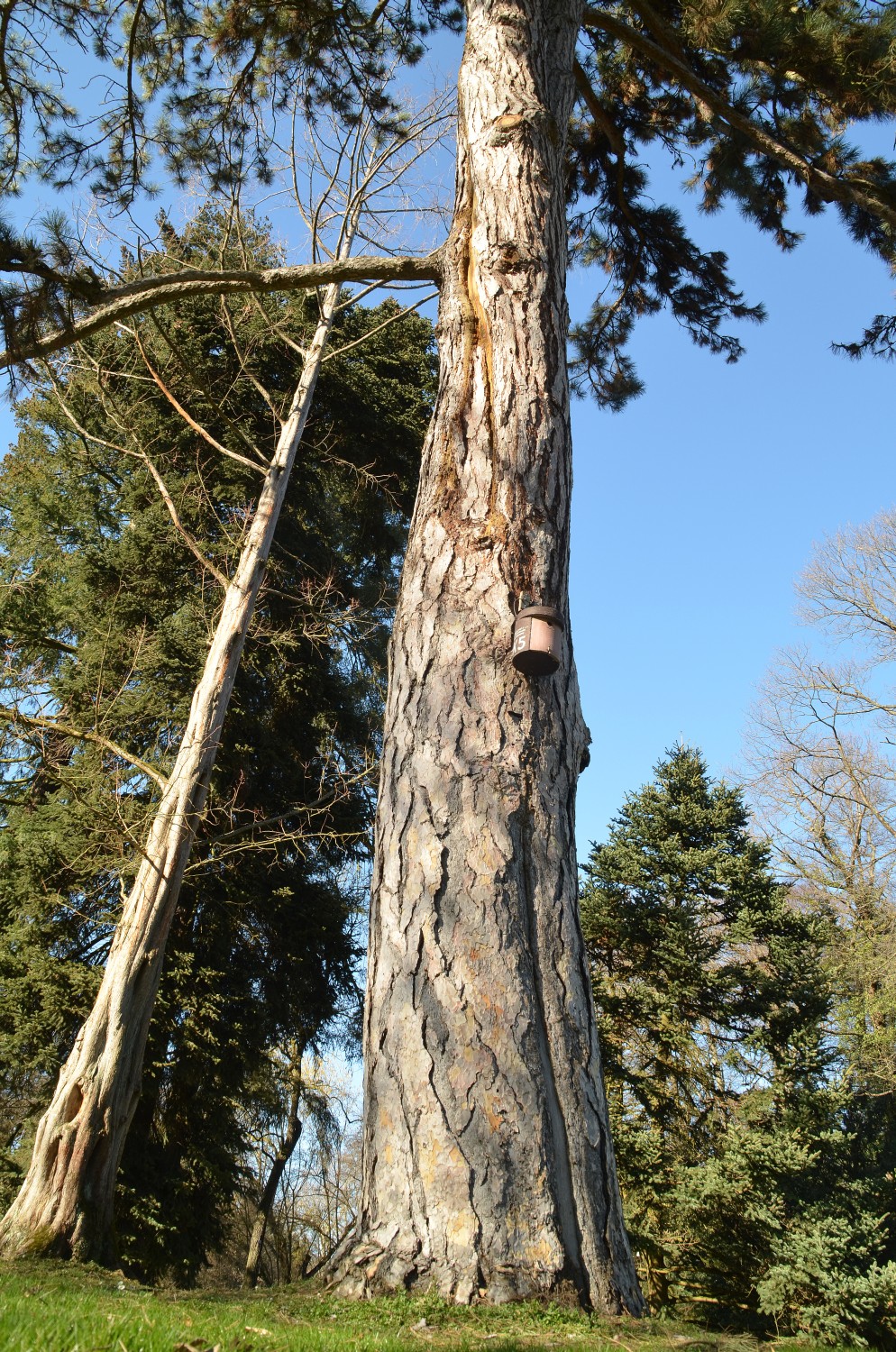 Pinus nigra - Stuttgart-Hohenheim - 2021