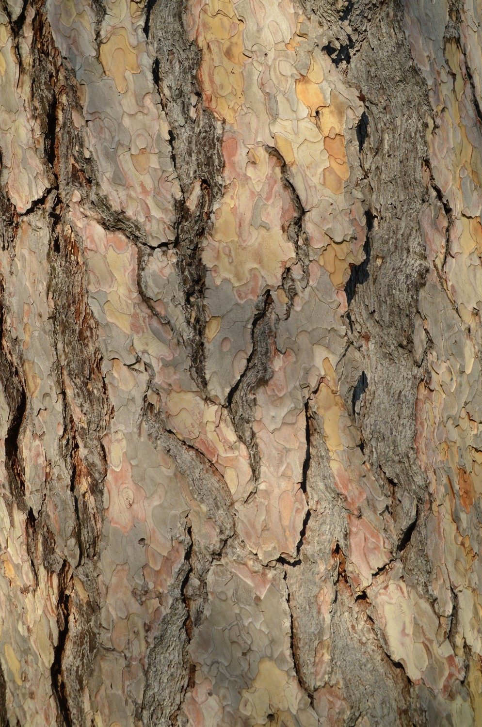 Pinus nigra - Stuttgart-Hohenheim - 2021