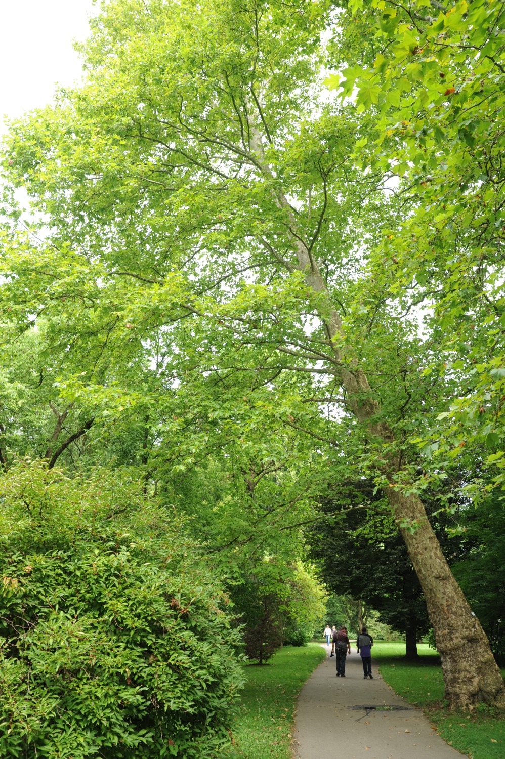 Platanus orientalis - Stuttgart-Hohenheim - Juli 2014