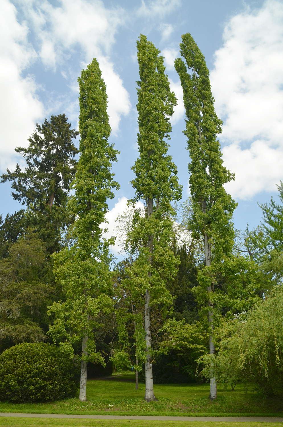 Populus tremula 'Erecta' - Stuttgart-Hohenheim - Mai 2023