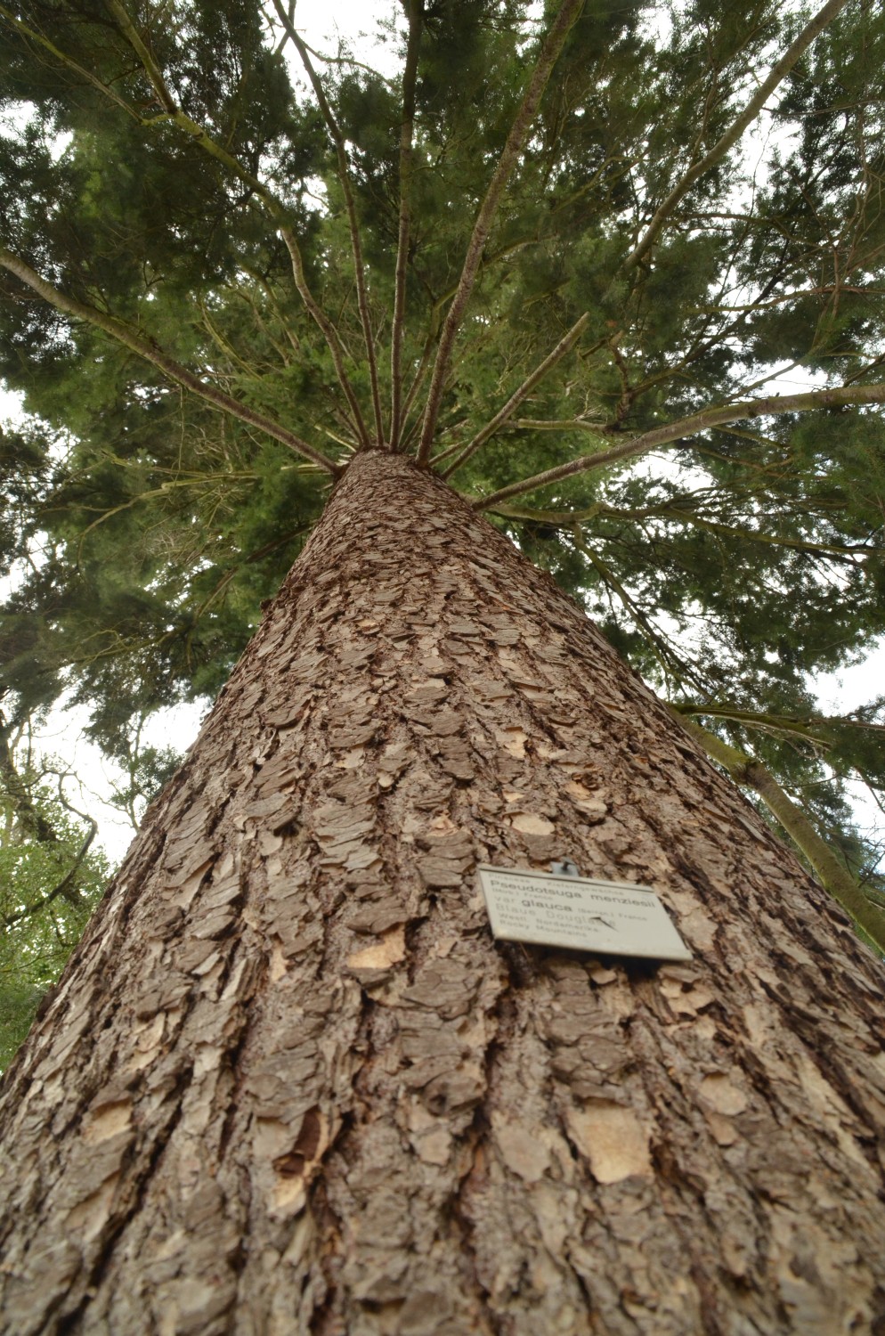 Pseudotsuga menziesii var. glauca - Stuttgart-Hohenheim - 2021