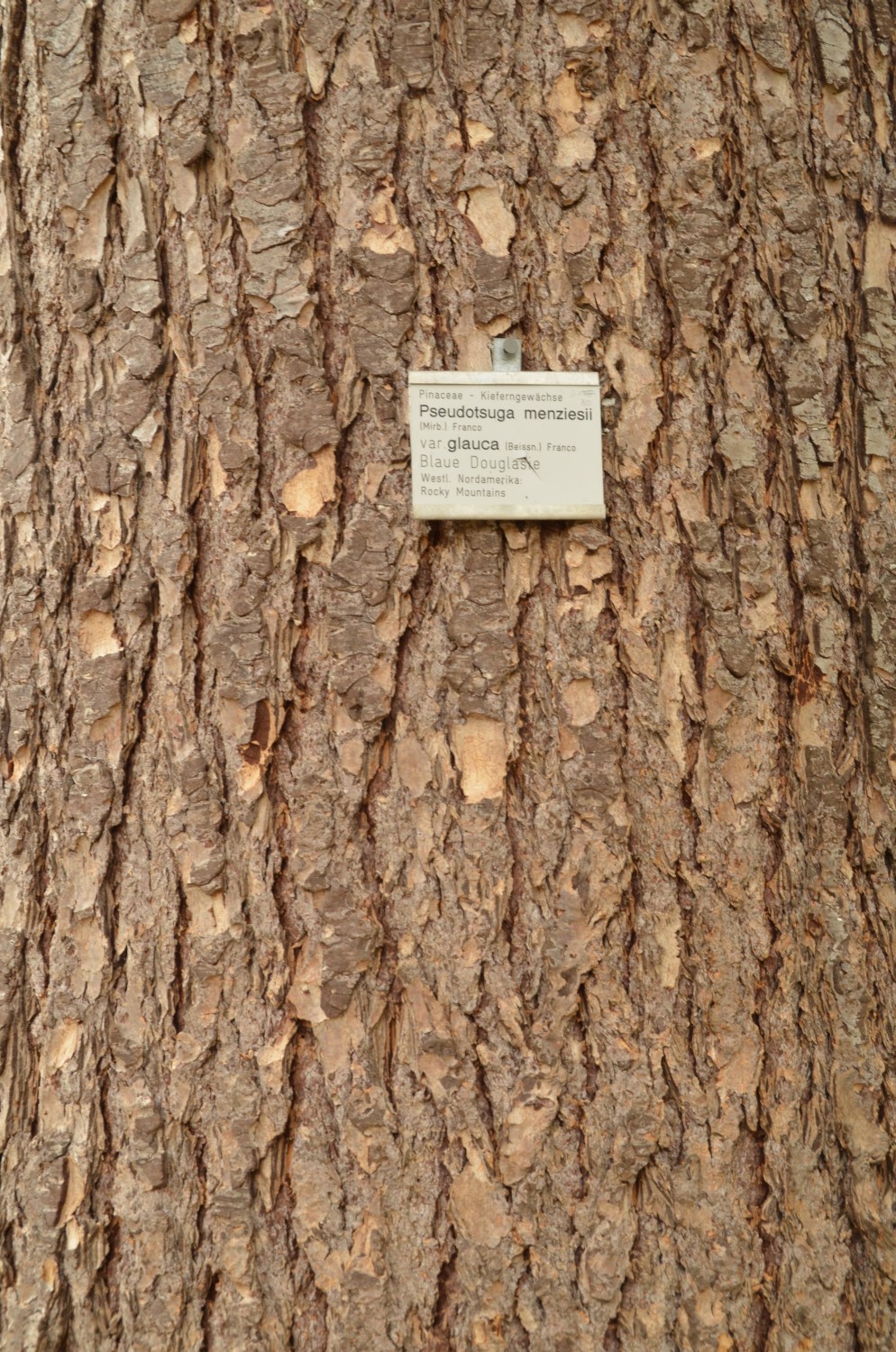 Pseudotsuga menziesii var. glauca - Stuttgart-Hohenheim - 2021