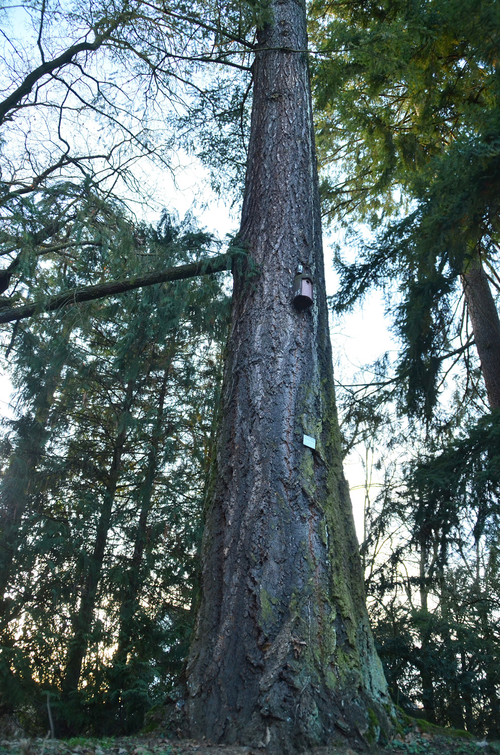 Pseudotsuga menziesii - Stuttgart-Hohenheim - Febr. 2023