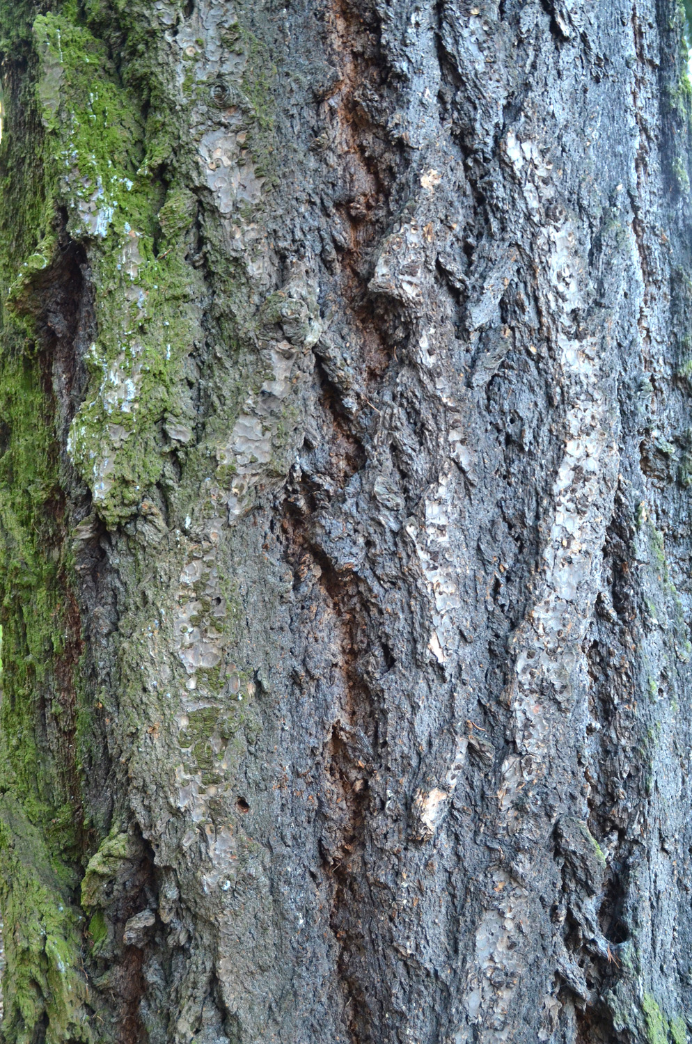 Pseudotsuga menziesii - Stuttgart-Hohenheim - Febr. 2023