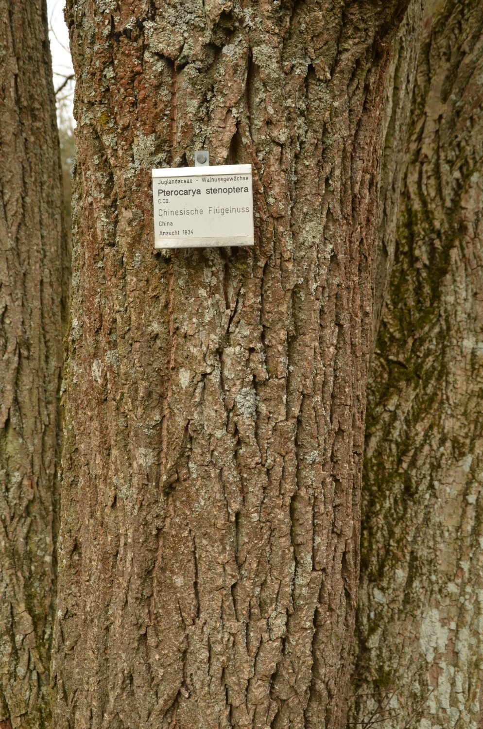 Pterocarya stenoptera - Stuttgart-Hohenheim - Febr. 2021