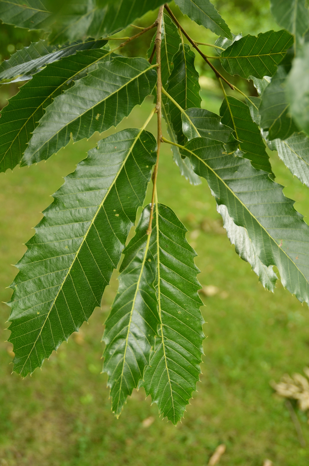 Quercus acutissima - Stuttgart-Hohenheim - 2022
