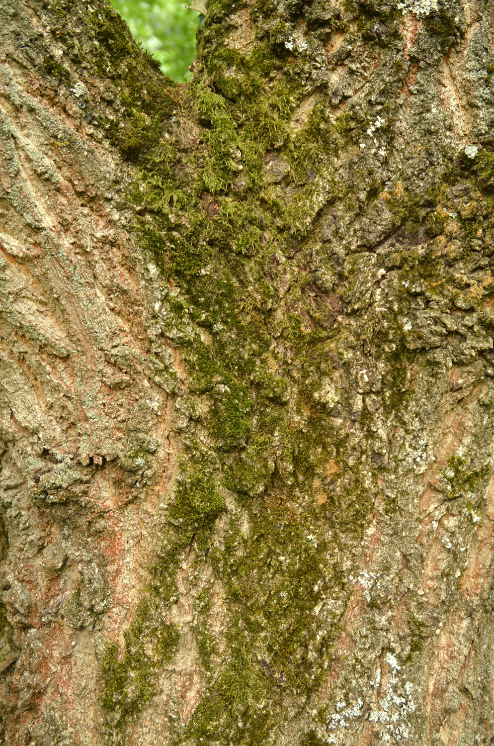 Quercus acutissima - Stuttgart-Hohenheim - 2022