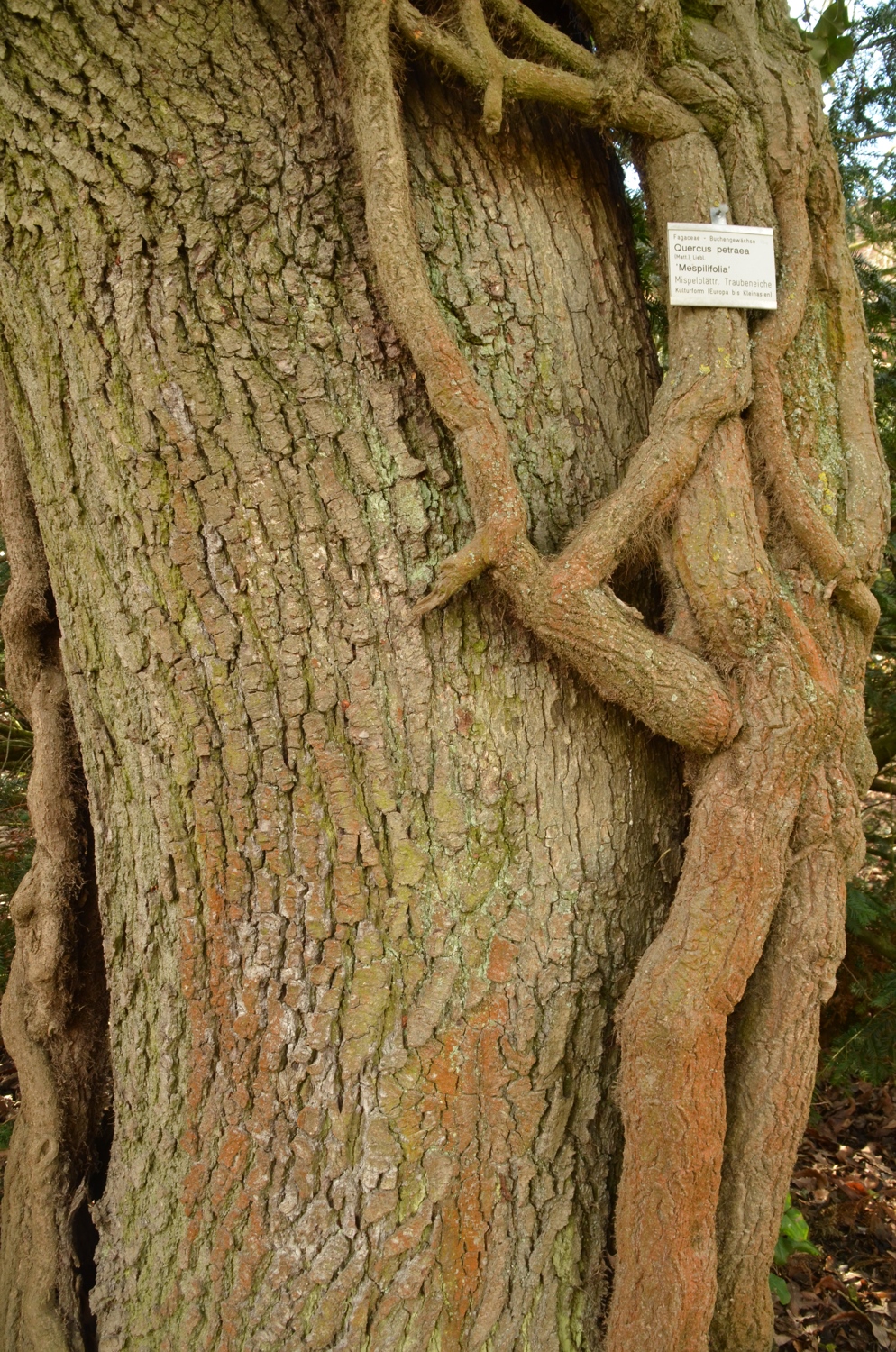 Quercus petraea 'Mespilifolia' - Stuttgart-Hohenheim - 2019