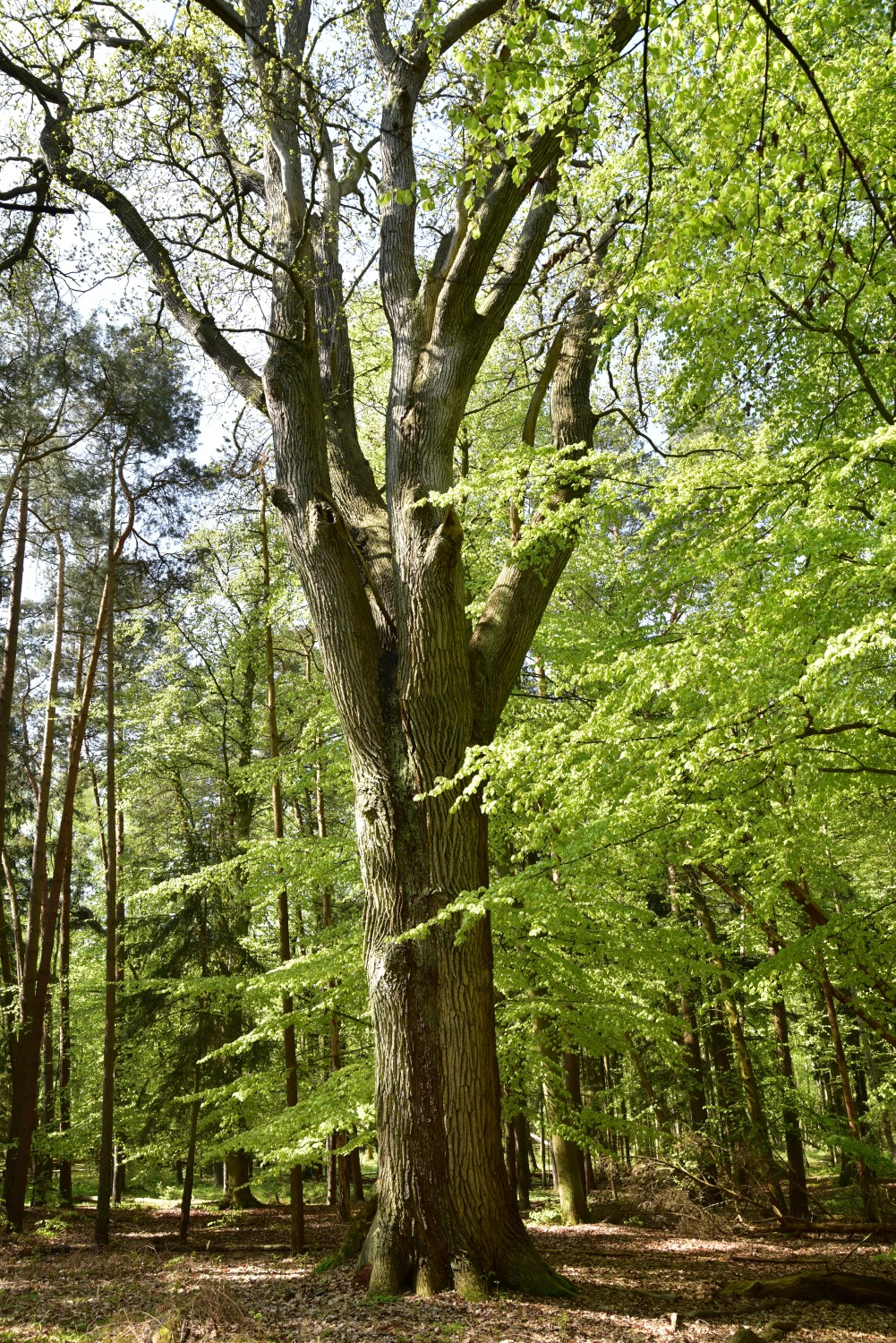 Trauben-Eiche - Graal-Müritz, Torfbrücke - 2017