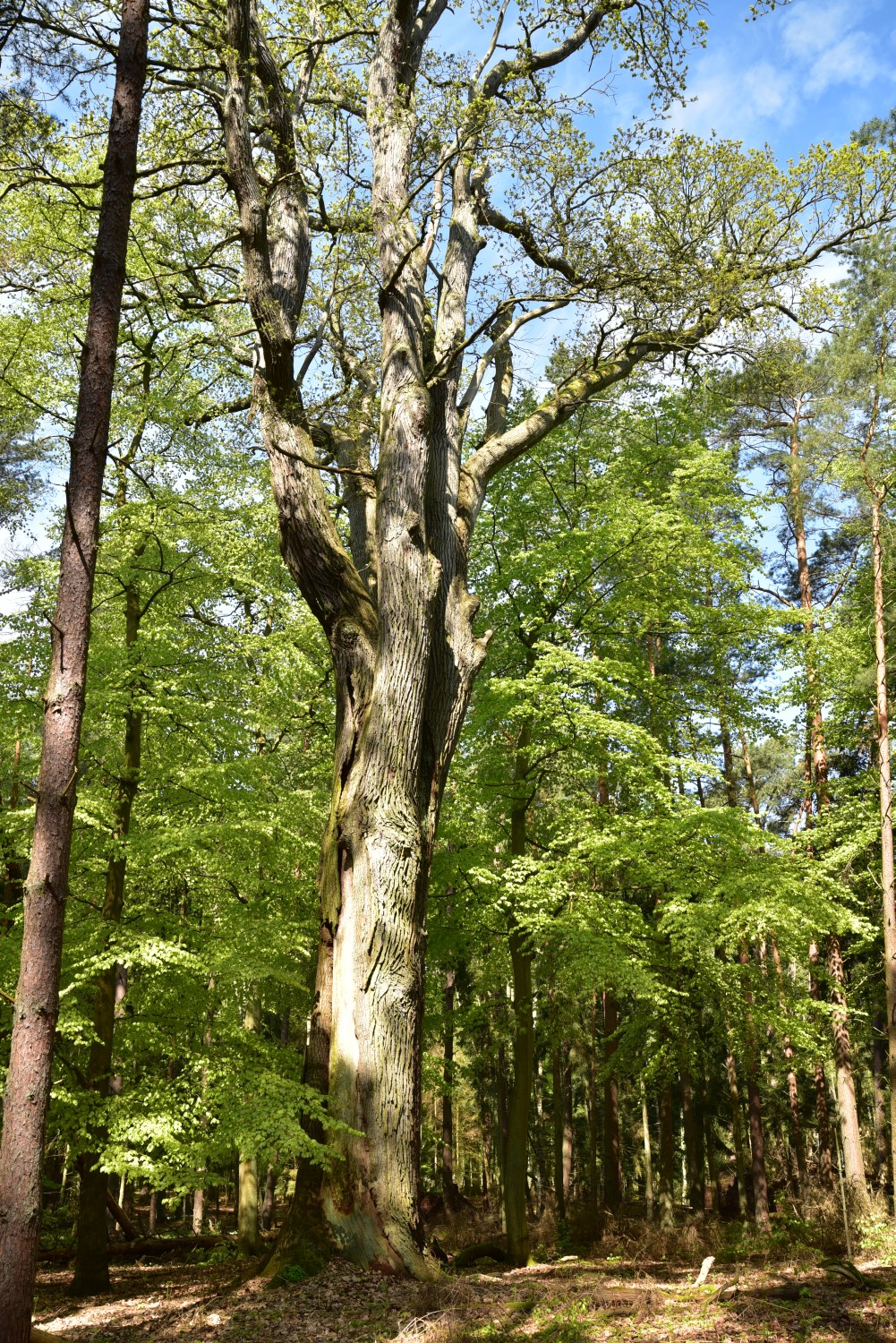 Trauben-Eiche - Graal-Müritz, Torfbrücke - 2017
