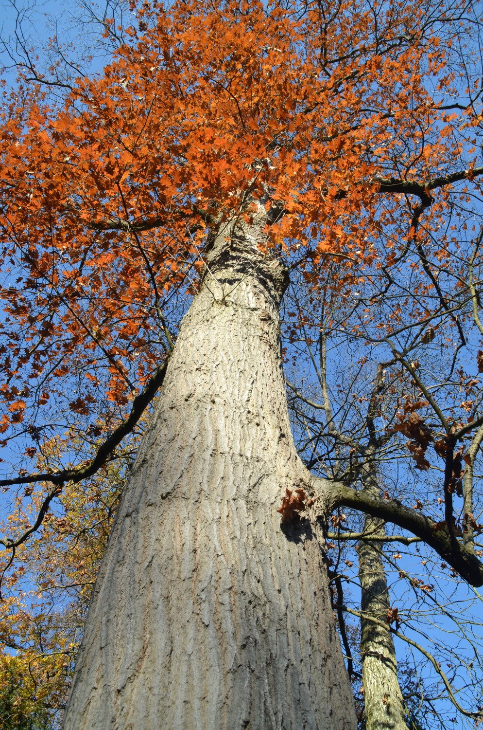 Quercus rubra - Stuttgart-Hohenheim - 2018