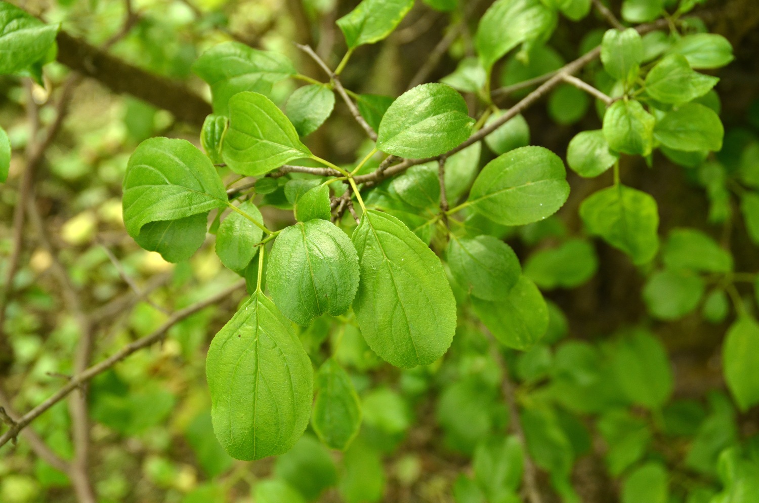 Rhamnus cathartica - Stuttgart-Hohenheim - Mai 2023