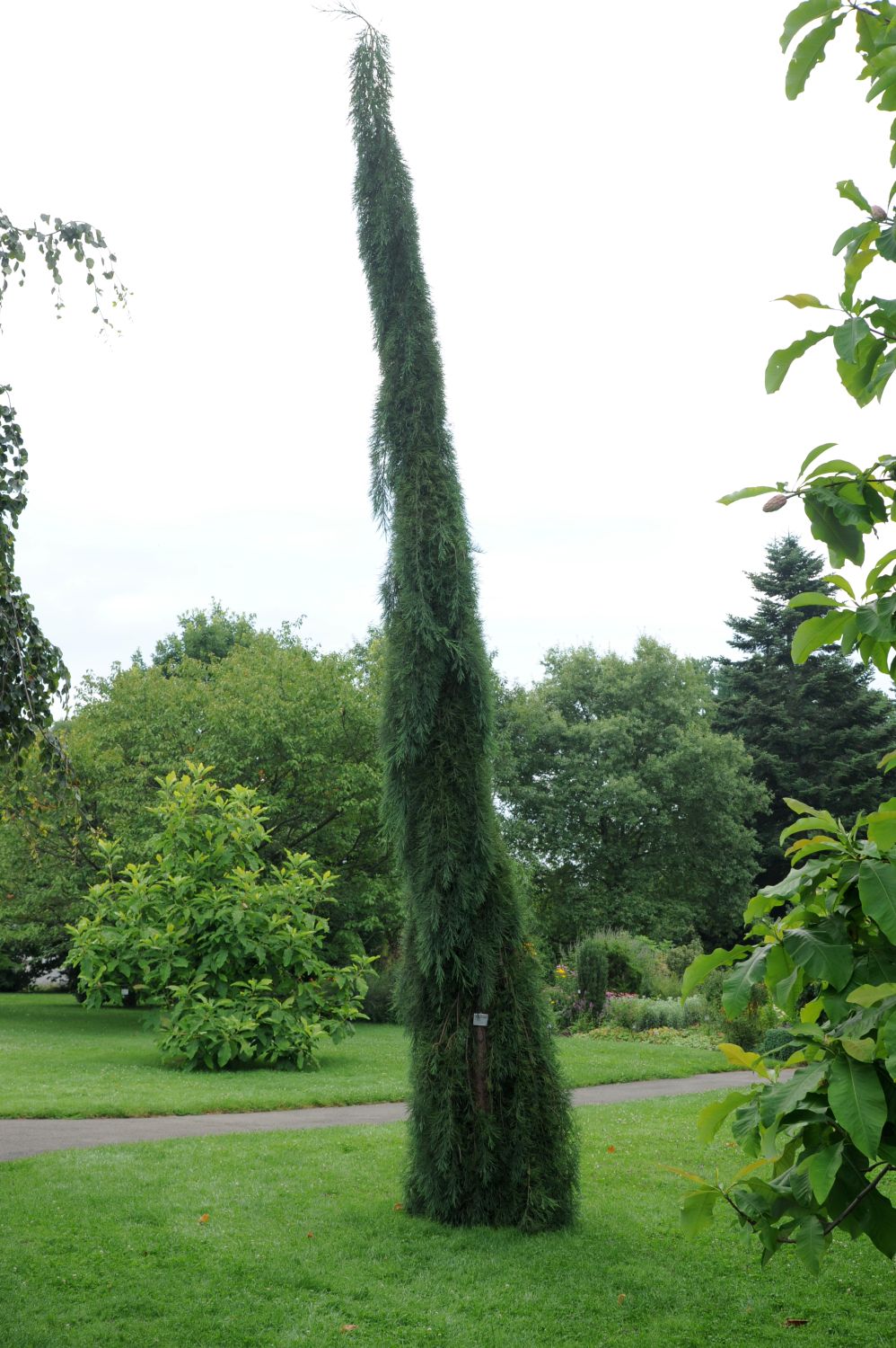 Sequoiadendron giganteum 'Pendulum' - Stuttgart-Hohenheim - Juli 2014