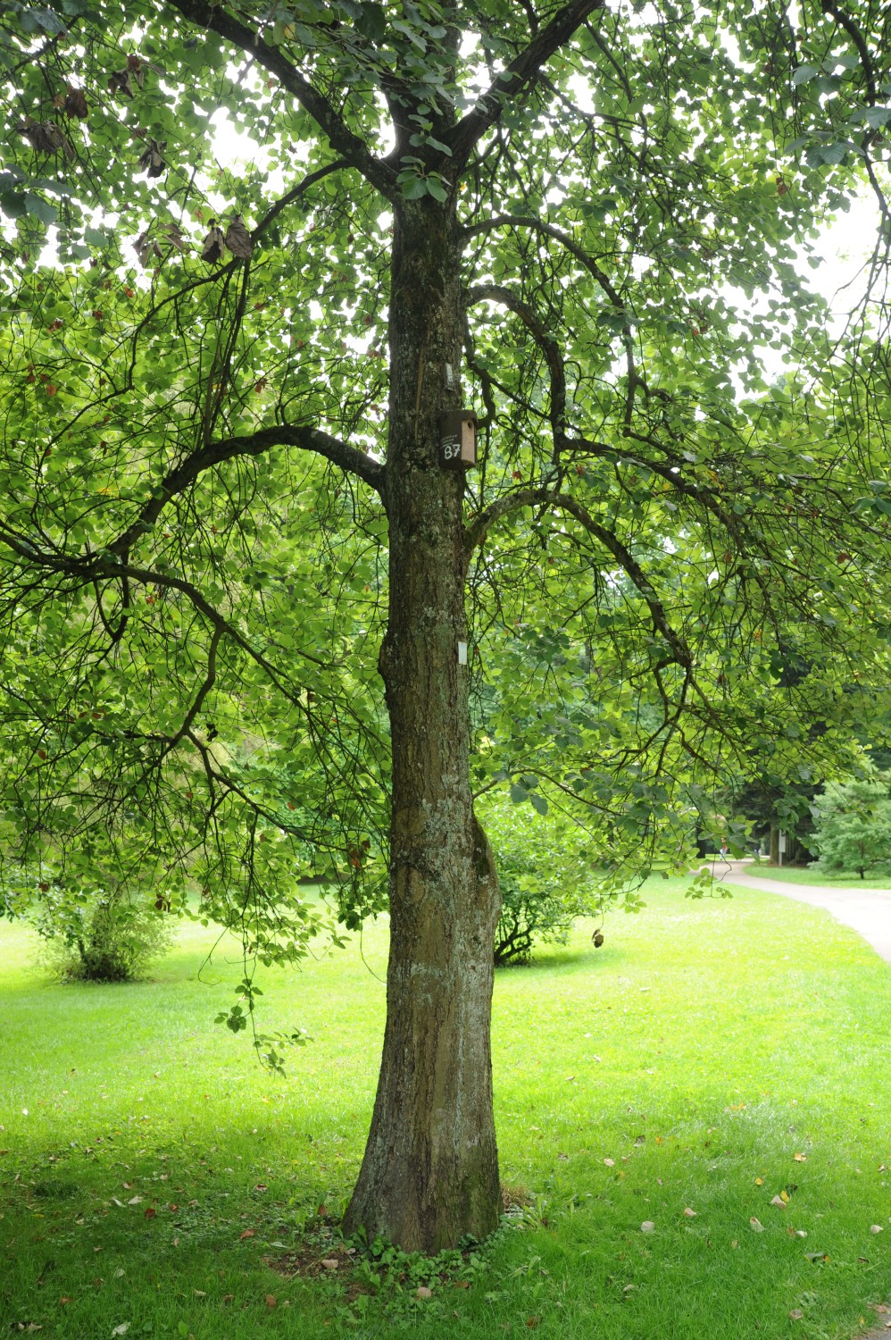 Sorbus latifolia - Stuttgart-Hohenheim - Juli 2014