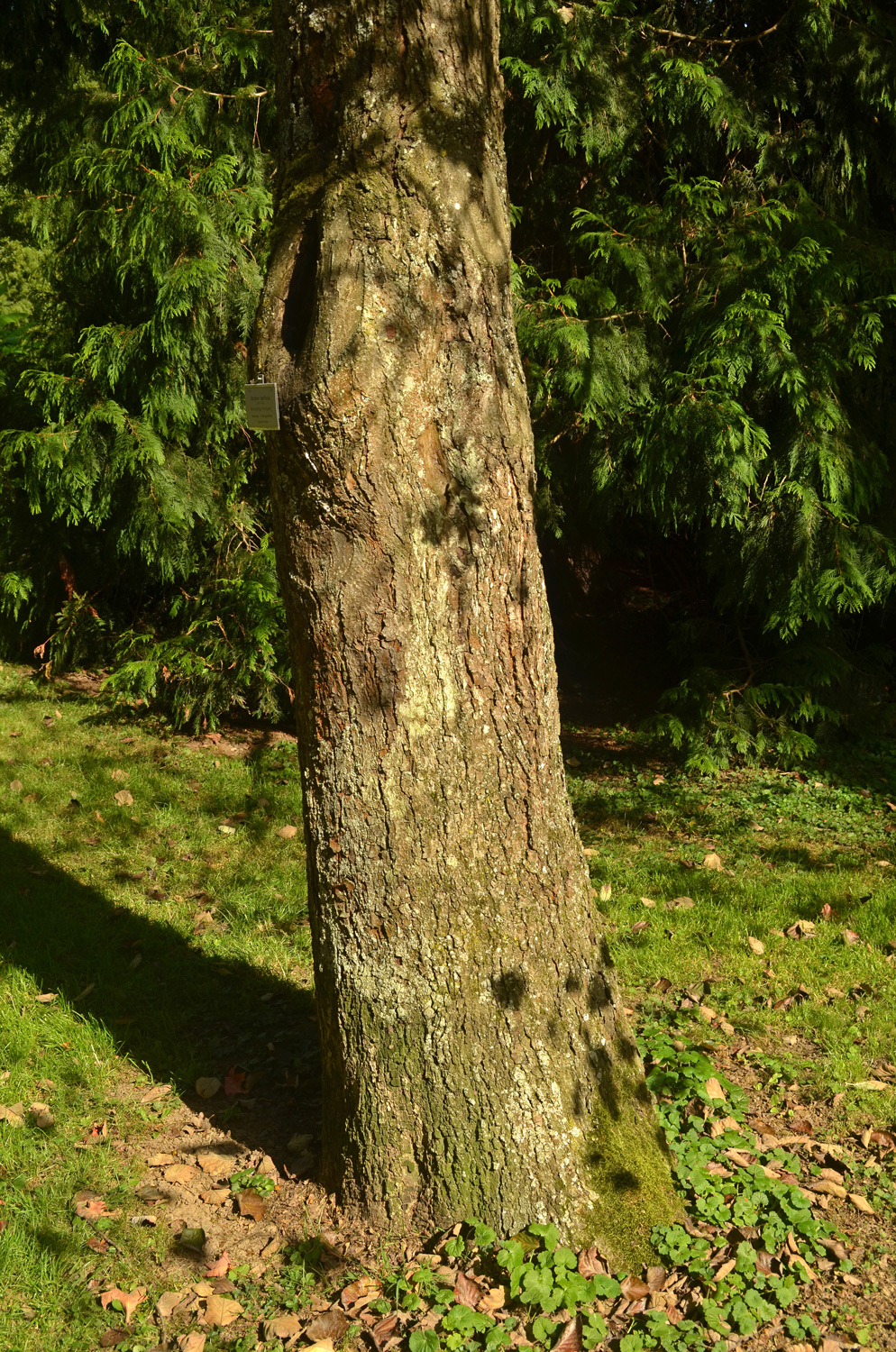 Sorbus latifolia - Stuttgart-Hohenheim - Sept. 2023