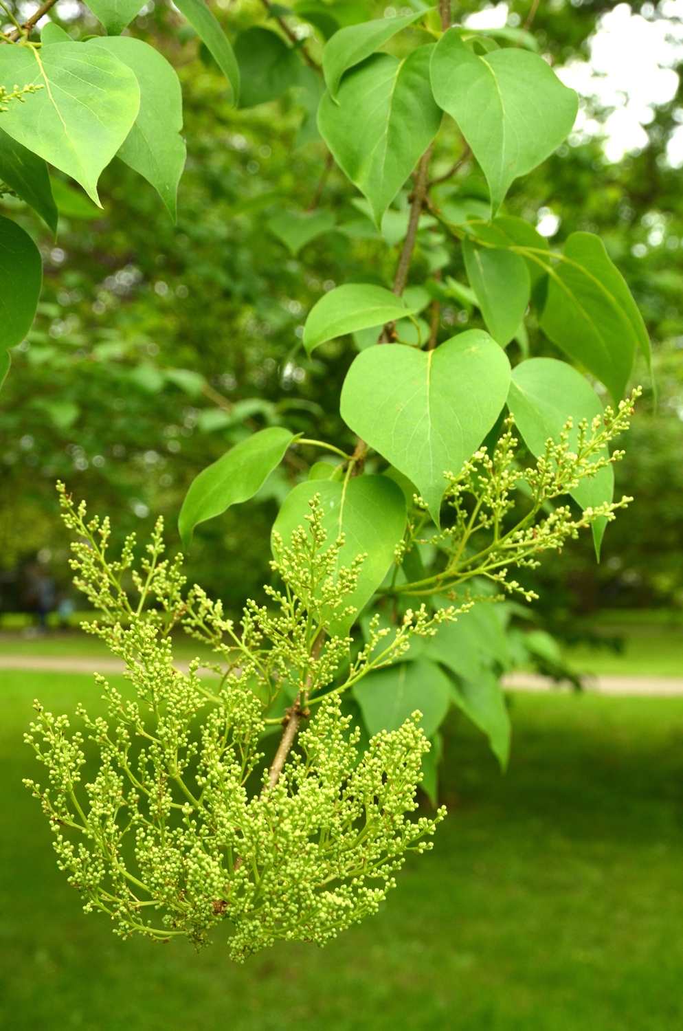 Syringa reticulata subsp. amurensis - Stuttgart-Hohenheim - Mai 2023
