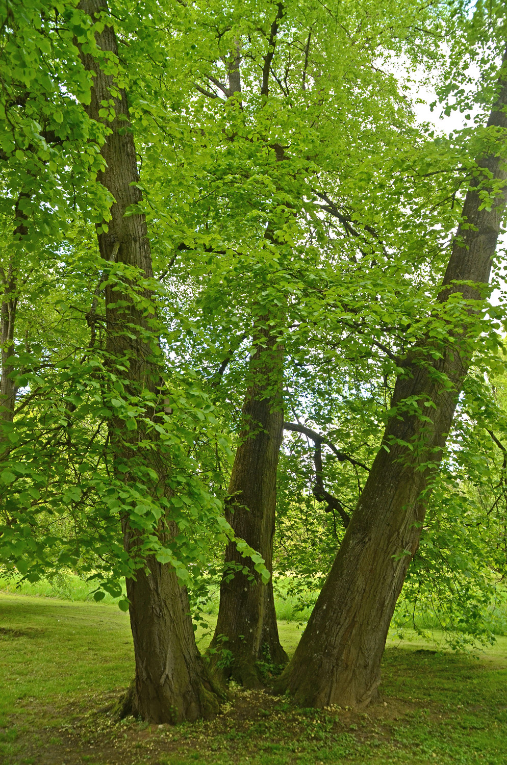 Tilia × euchlora - Stuttgart-Hohenheim - Mai 2023