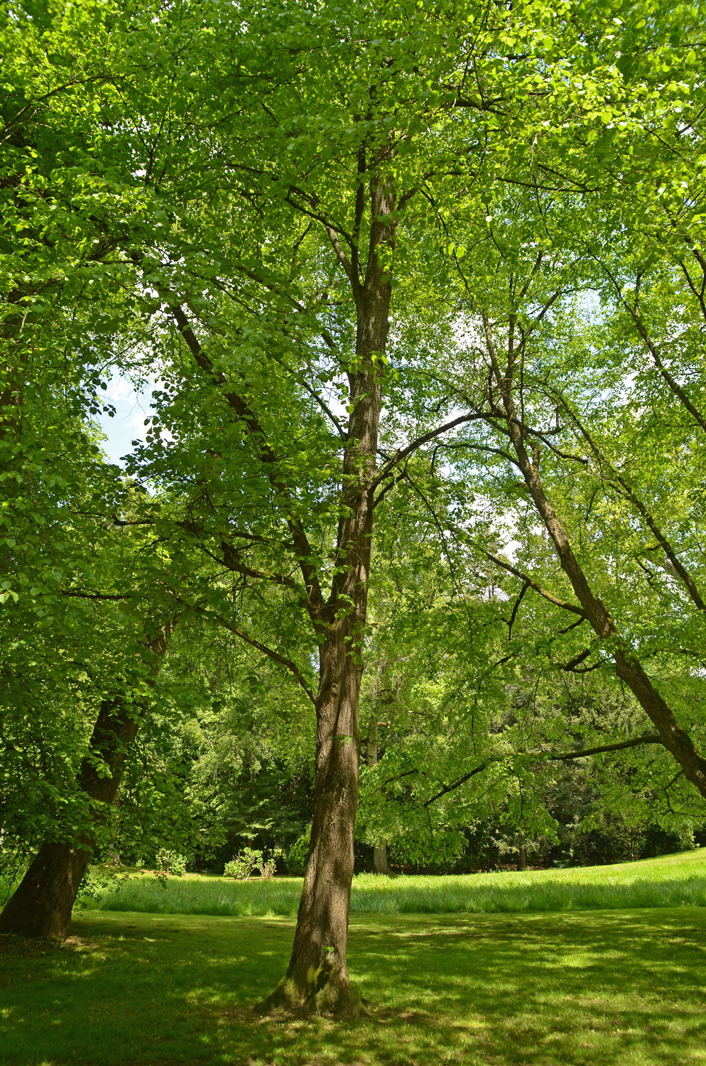Tilia japonica - Stuttgart-Hohenheim - Mai 2023