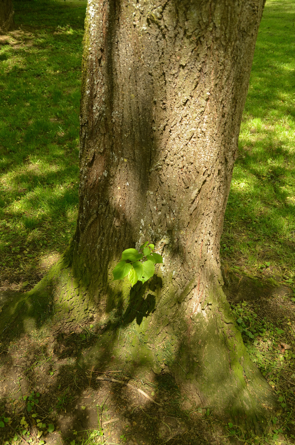 Tilia japonica - Stuttgart-Hohenheim - Mai 2023