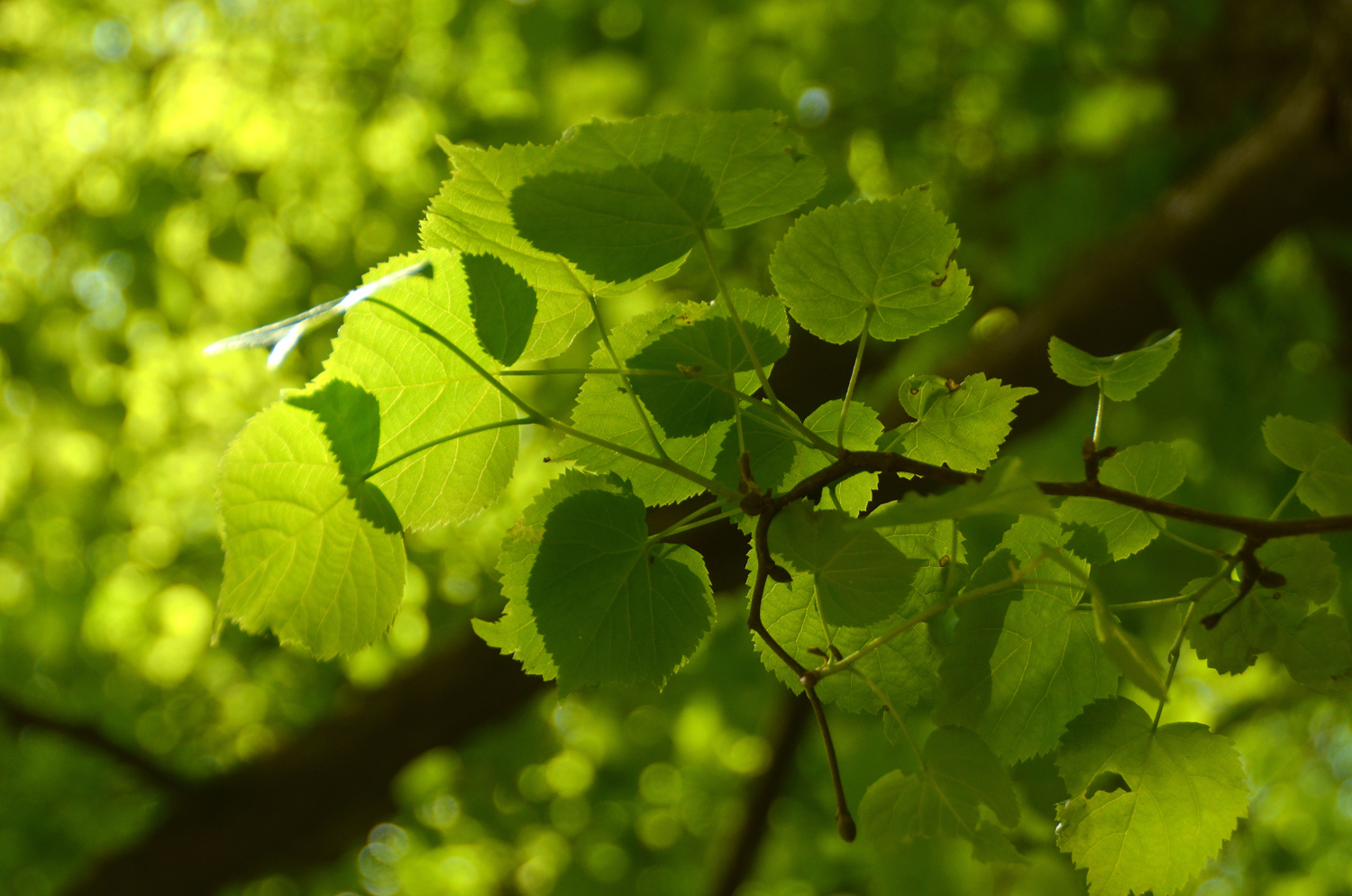Tilia japonica - Stuttgart-Hohenheim - Mai 2023