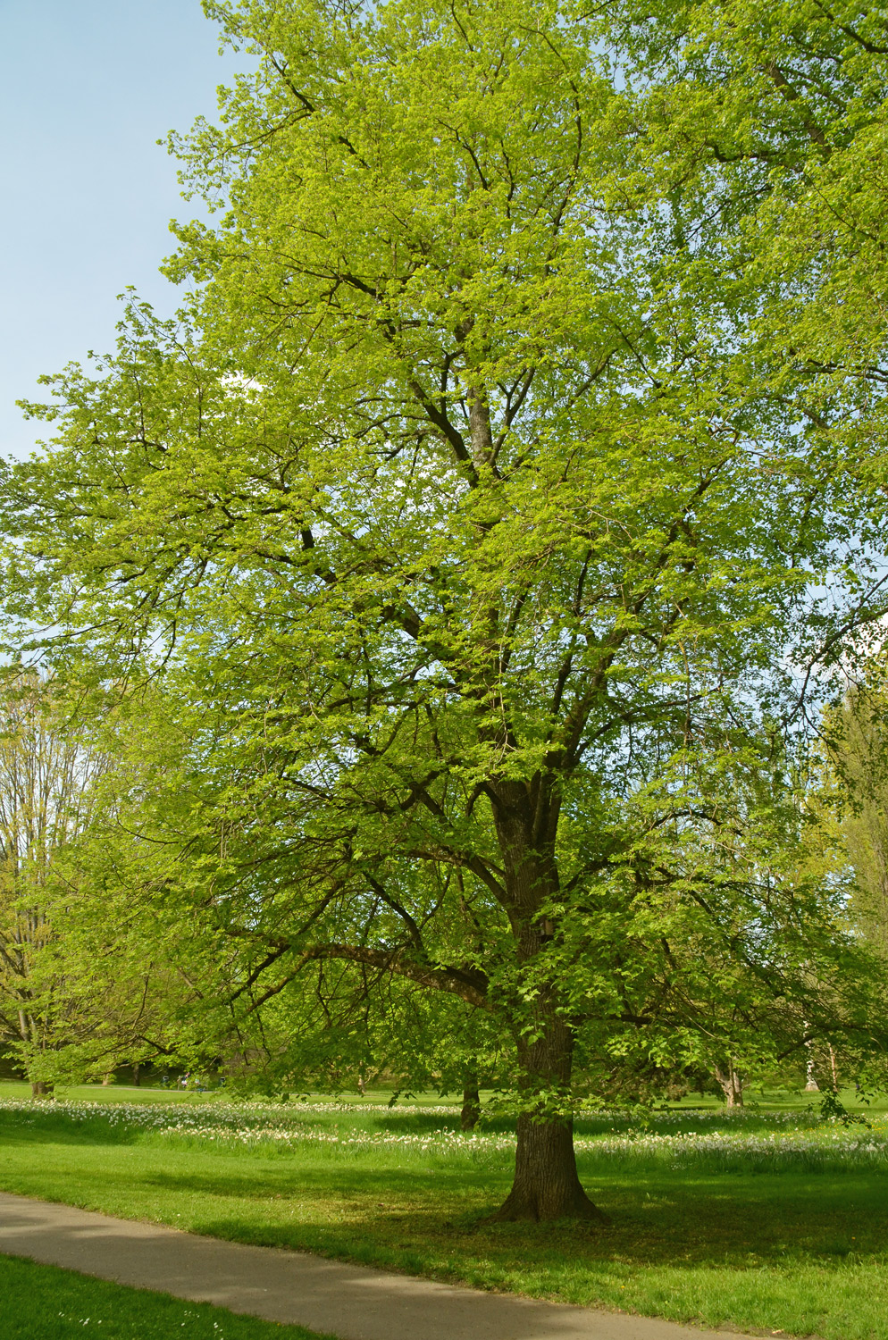 Tilia platyphyllos 'Laciniata' - Exotengarten Hohenheim - Mai 2023