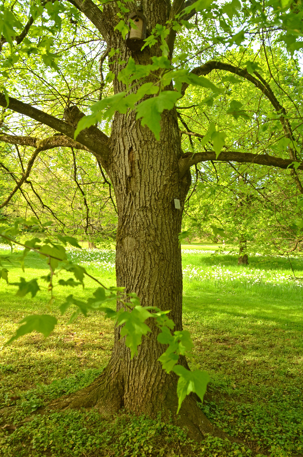 Tilia platyphyllos 'Laciniata' - Exotengarten Hohenheim - Mai 2023