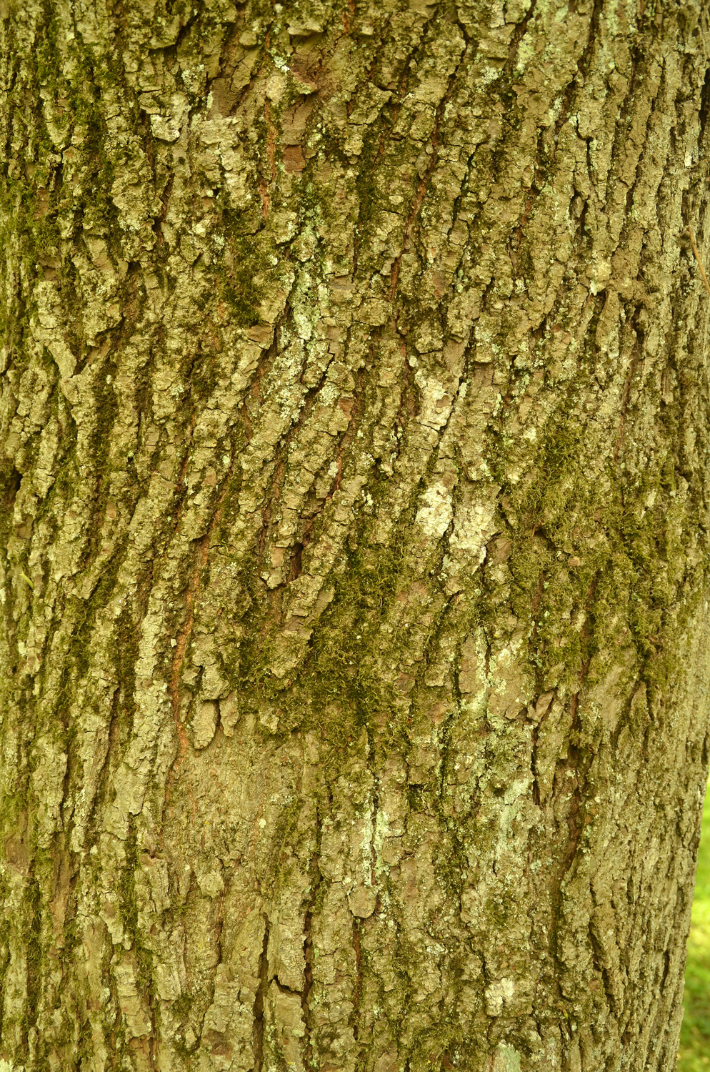 Tilia platyphyllos 'Laciniata' - Exotengarten Hohenheim - Mai 2023