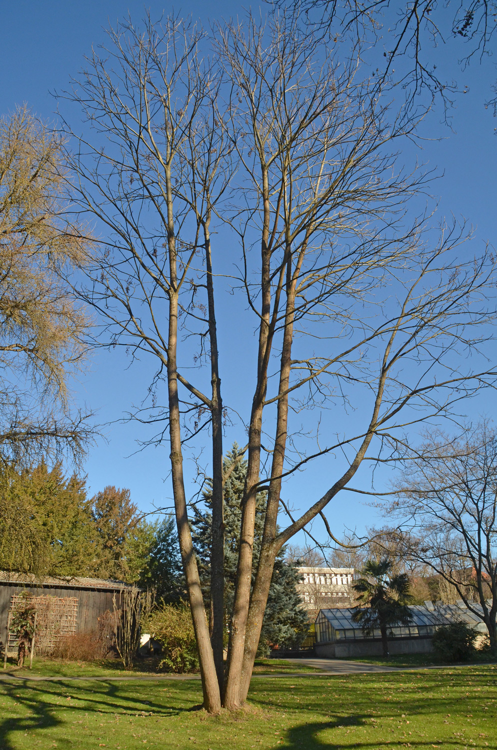 Toona sinensis - Stuttgart-Hohenheim - Febr. 2023