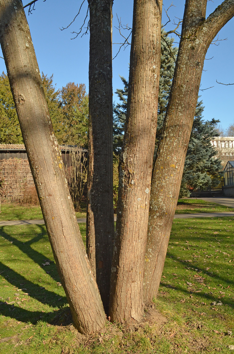 Toona sinensis - Stuttgart-Hohenheim - Febr. 2023
