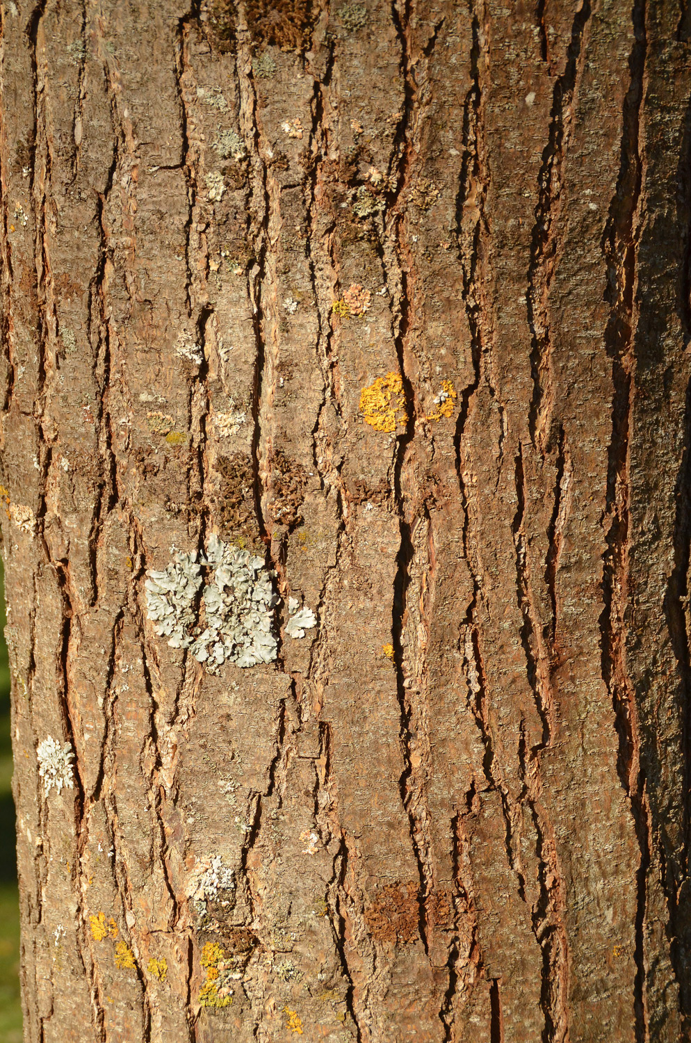 Toona sinensis - Stuttgart-Hohenheim - Febr. 2023