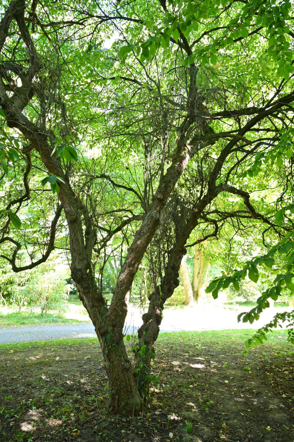 Cornus florida - Hannoversch Münden - 2020