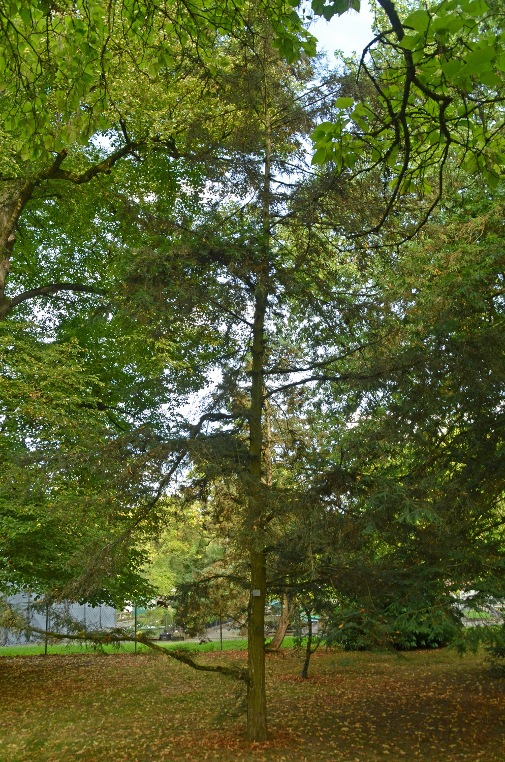 Tsuga canadensis 'Microphylla' - Stuttgart-Hohenheim - Sept. 2023