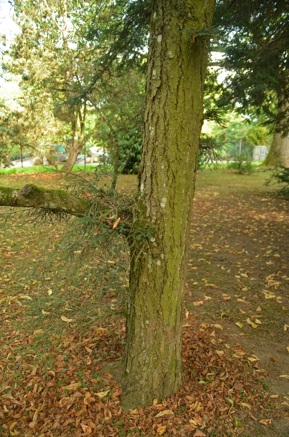 Tsuga canadensis 'Microphylla' - Stuttgart-Hohenheim - Sept. 2023