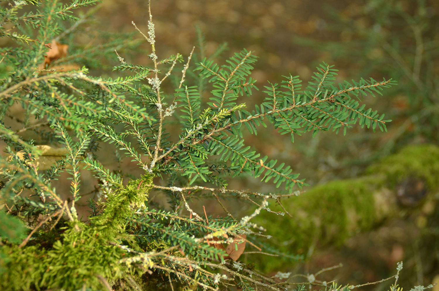 Tsuga canadensis 'Microphylla' - Stuttgart-Hohenheim - Sept. 2023