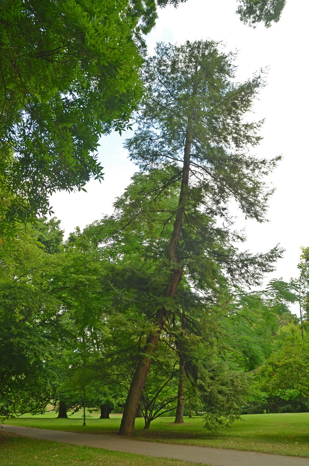 Tsuga canadensis - Stuttgart-Hohenheim - Juli 2023