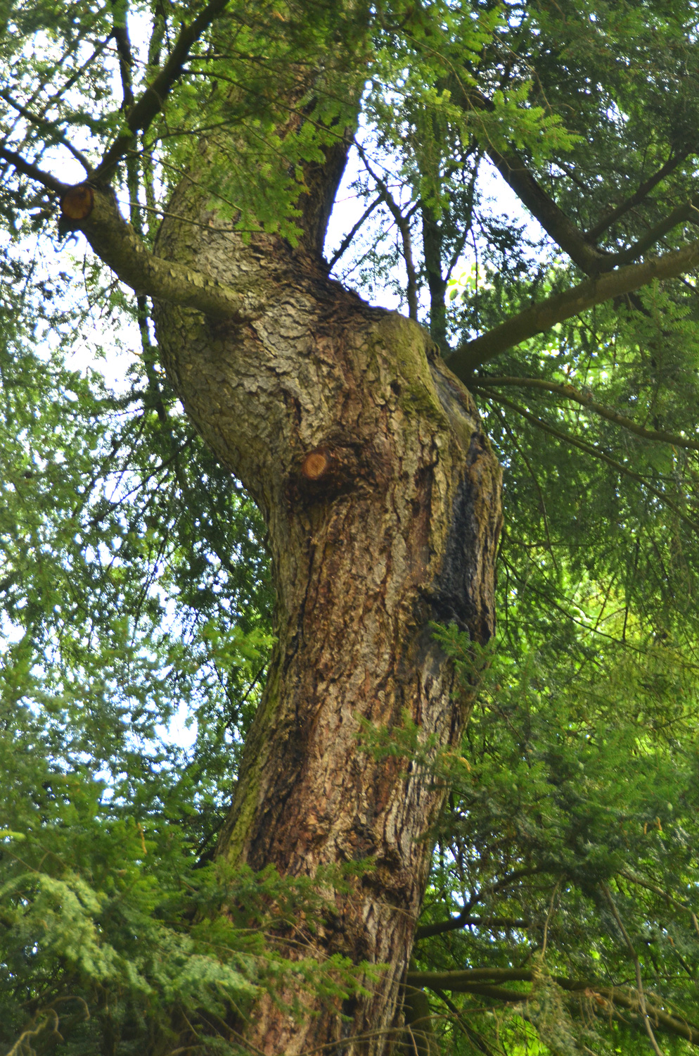 Tsuga canadensis - Stuttgart-Hohenheim - Juli 2023