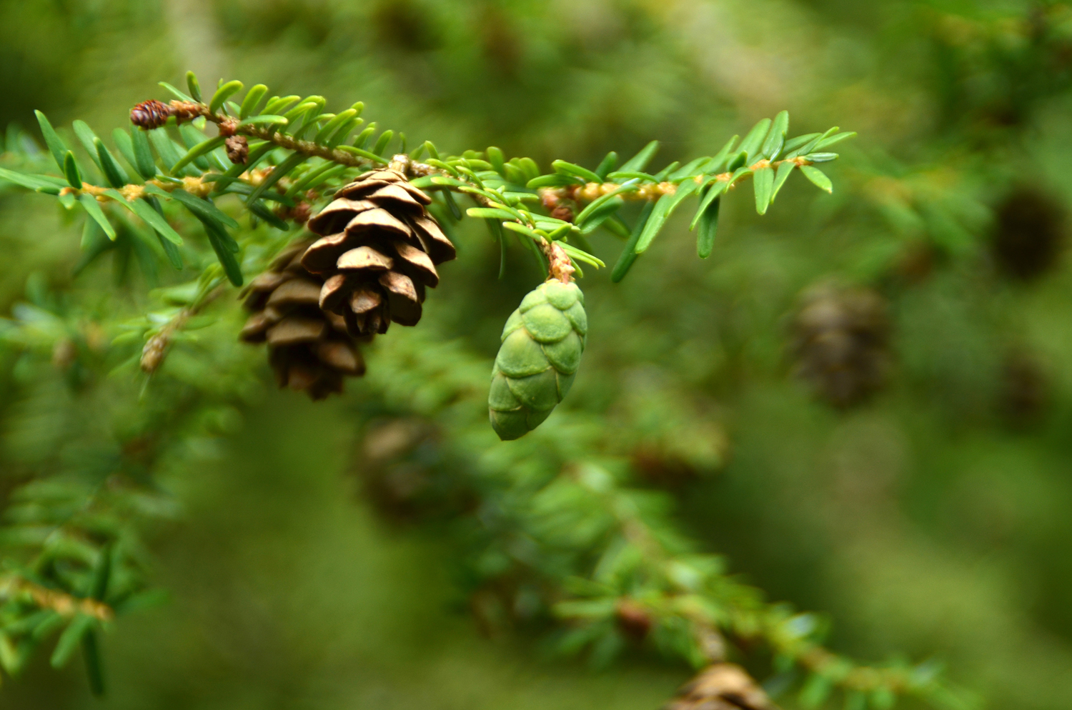 Tsuga canadensis - Stuttgart-Hohenheim - Juli 2023