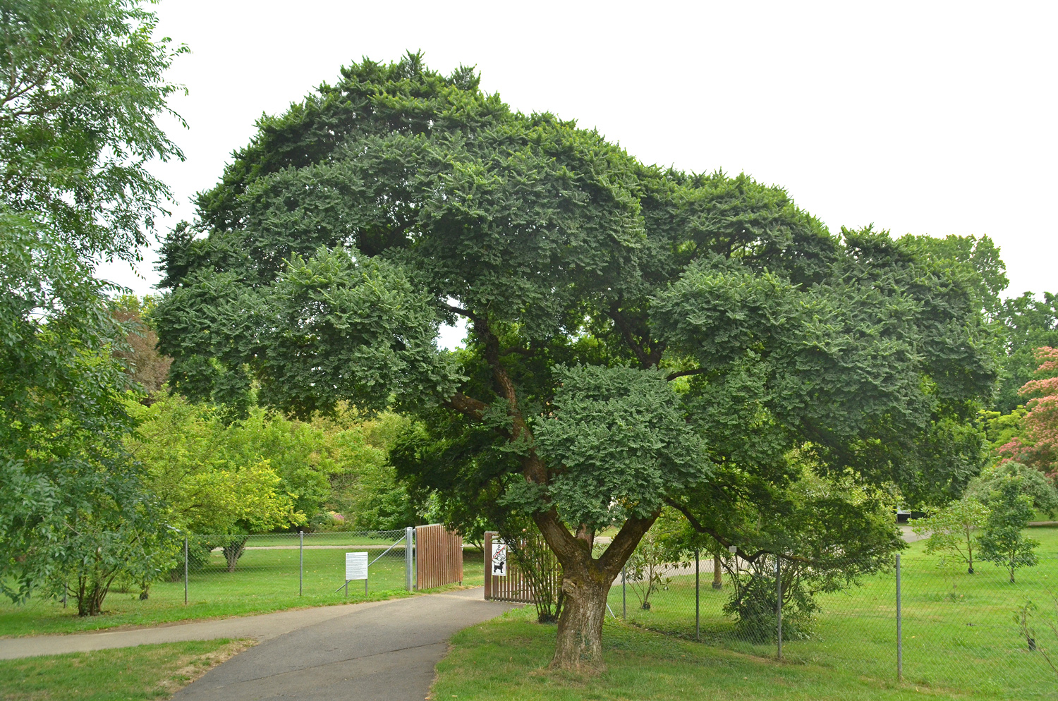 Ulmus × hollandica 'Jaqueline Hillier' - Stuttgart-Hohenheim - Juli 2023