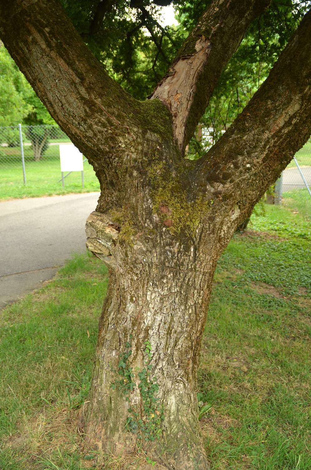 Ulmus × hollandica 'Jaqueline Hillier' - Stuttgart-Hohenheim - Juli 2023