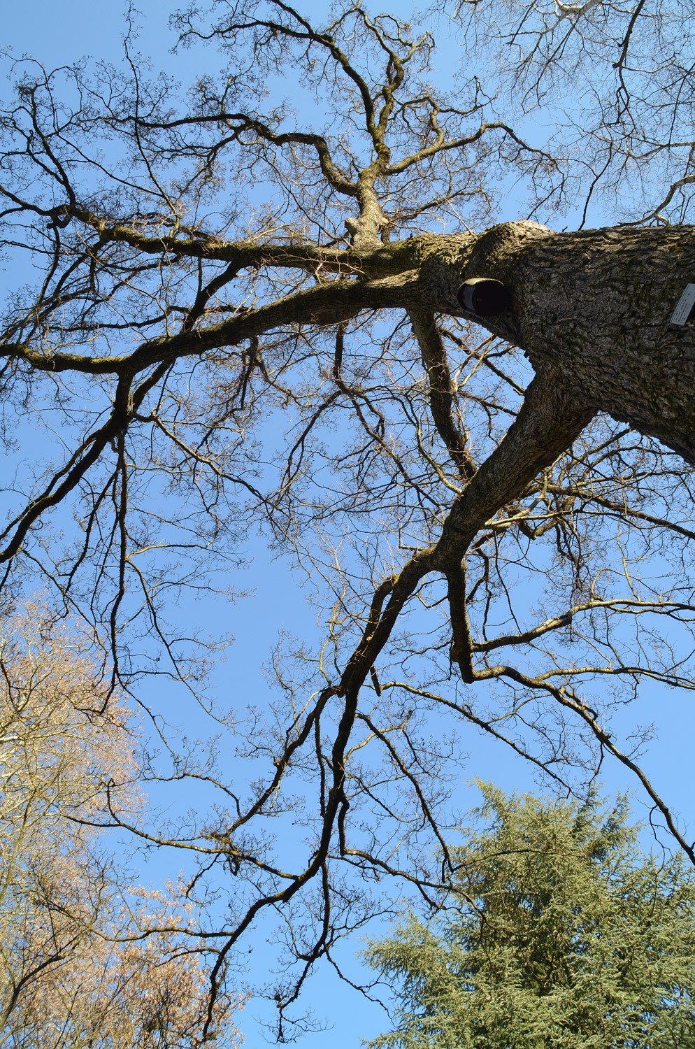Ulmus glabra 'Exoniensis' - Stuttgart-Hohenheim - 2021