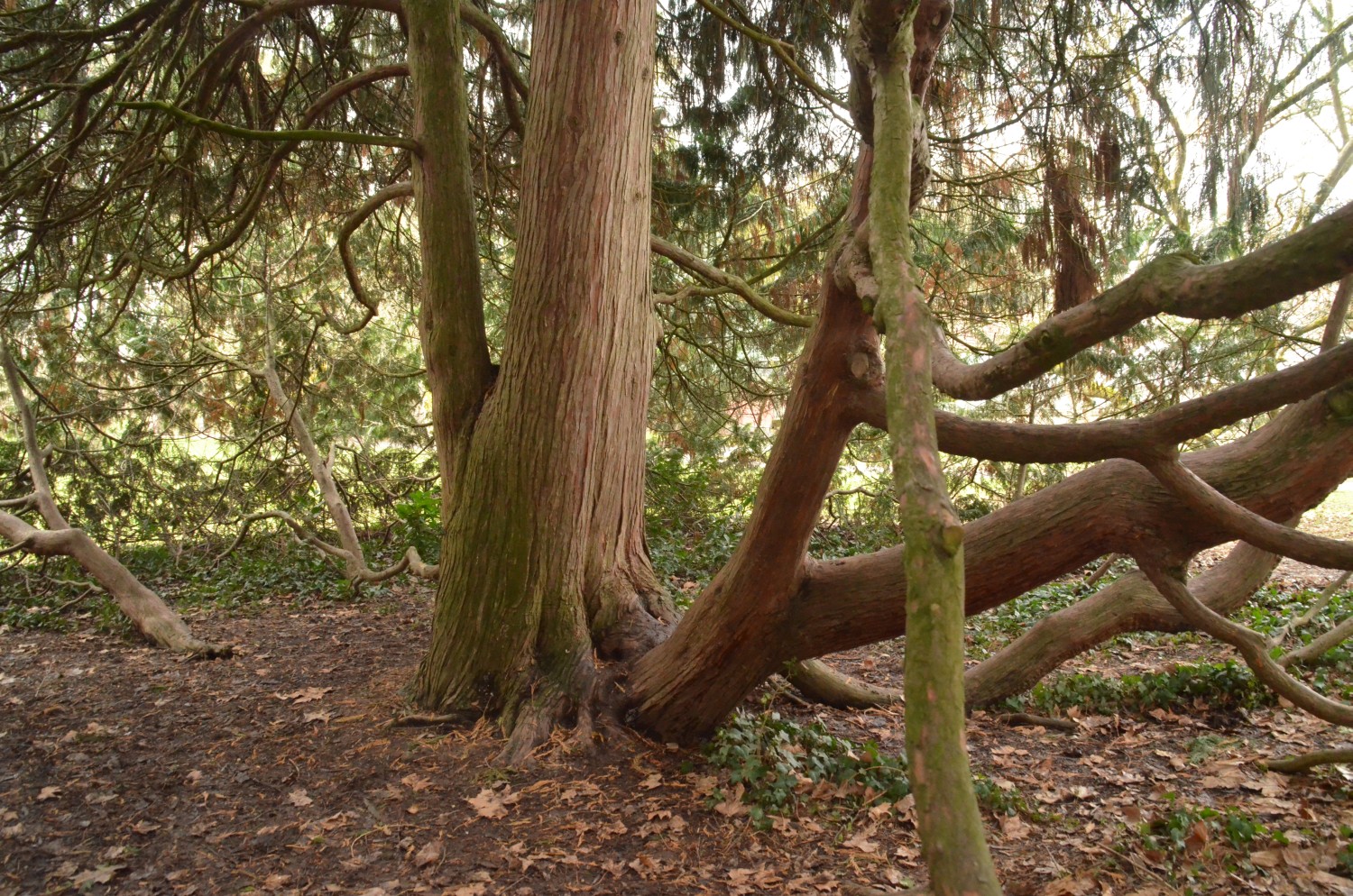 Xanthocyparis nootkatensis - Stuttgart-Hohenheim - 2018