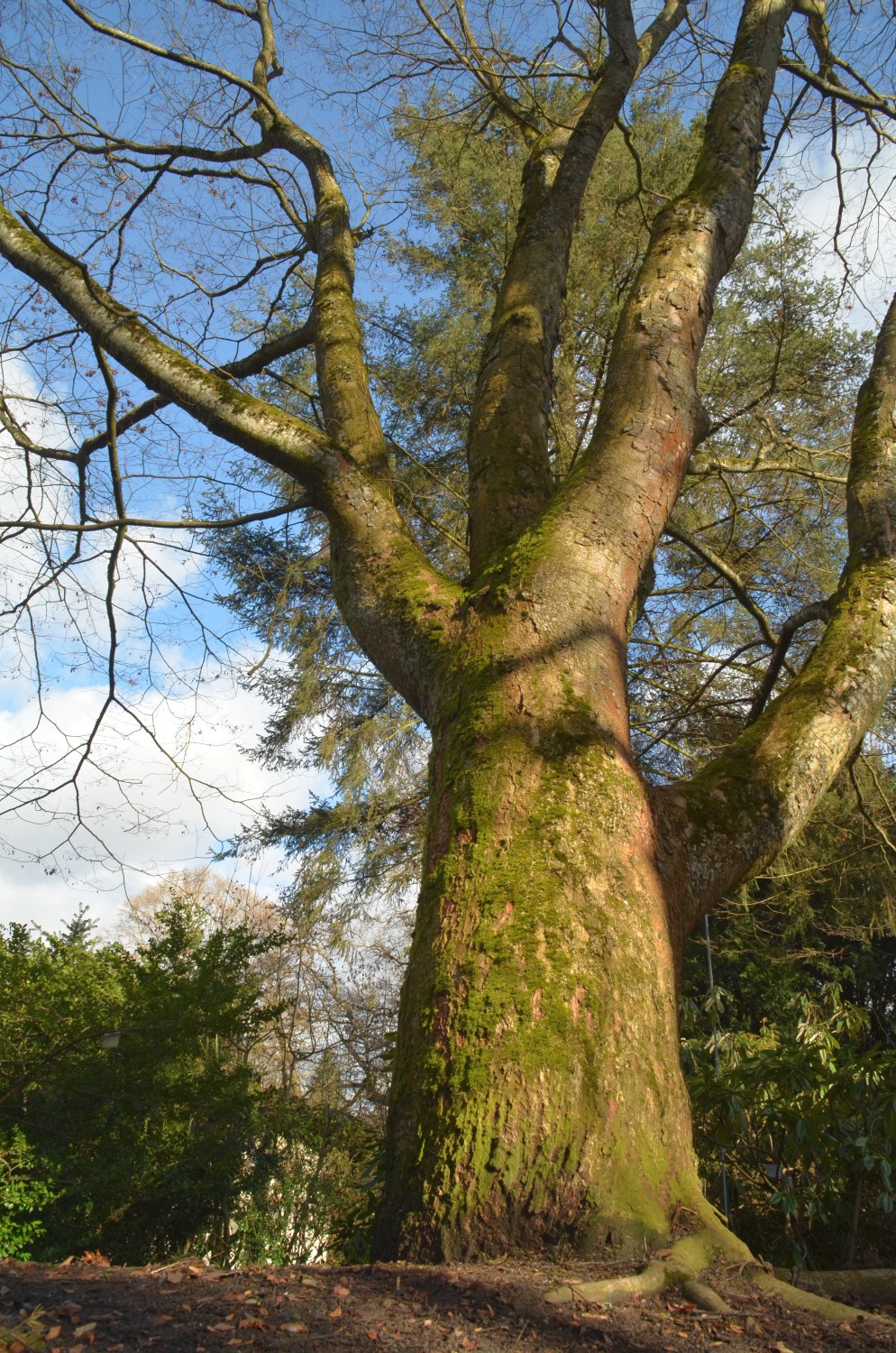 Zelkova serrata - Stuttgart-Hohenheim - 2018