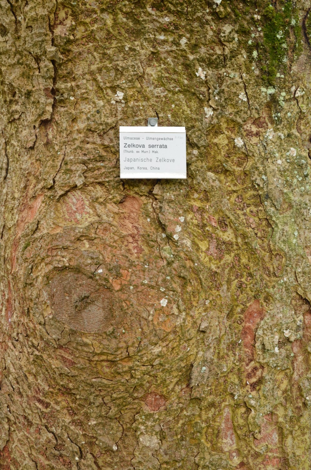 Zelkova serrata - Stuttgart-Hohenheim - 2018