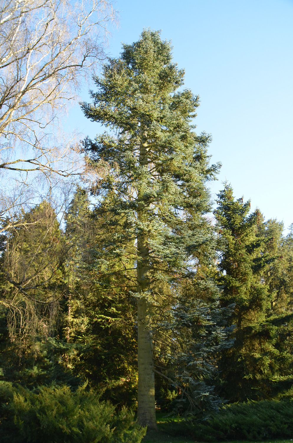 Abies procera 'Glauca' - Stuttgart-Hohenheim - Febr. 2023
