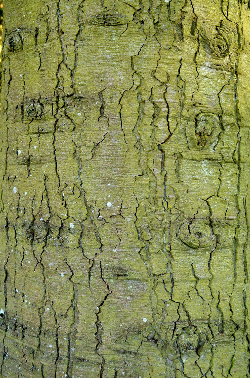 Abies procera 'Glauca' - Stuttgart-Hohenheim - Febr. 2023